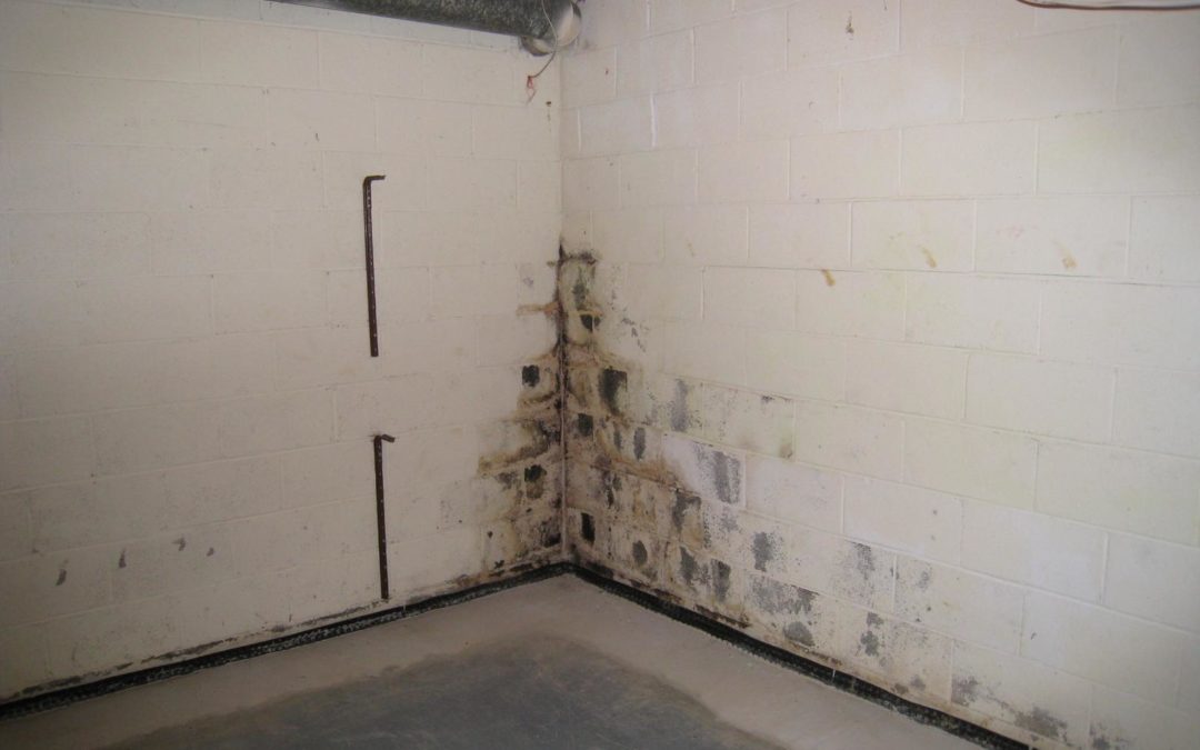 Simple Preventative Tips To Keep Mold, Do It Yourself Basement Mold Removal